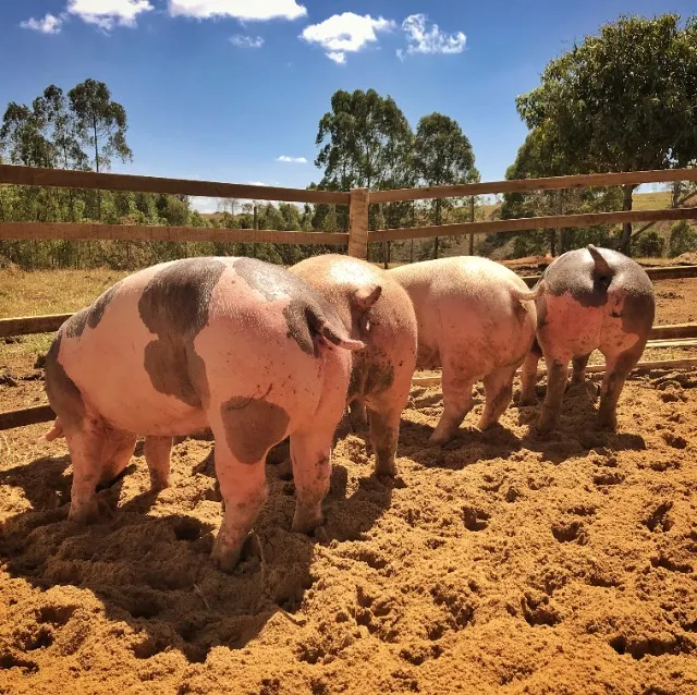 Porco Pietrain e Duroc em Minas Gerais - Suínos Prime - Minas Gerais