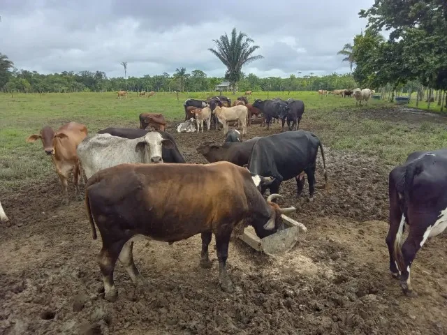 ?Em Porto Velho.?. Vendo lote de10 vacas de procedência leiteira.