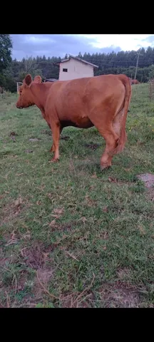 Vacas e novilhas 
