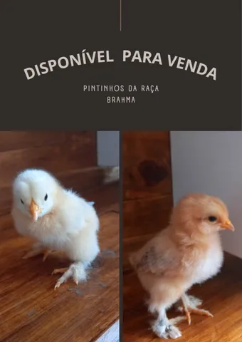Pintinhos brahma light 