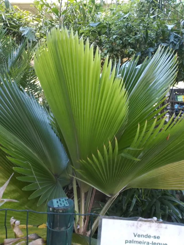 Palmeira em leke