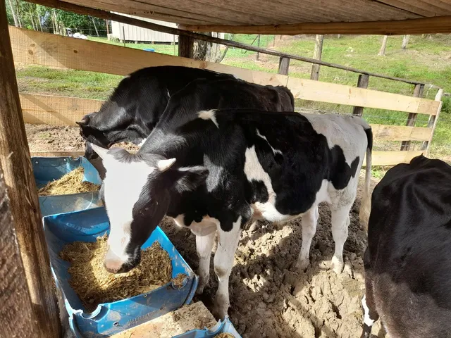 Vendo 4 Bois de 12 meses, 1.800 cada