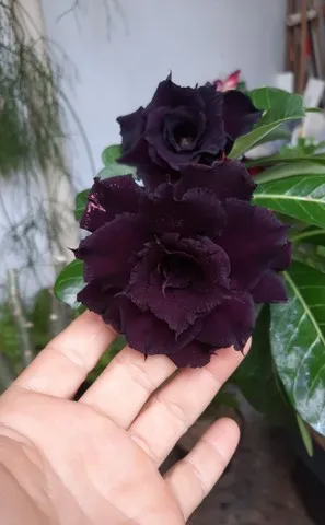 ROSAS DO DESERTO (SEMENTES)