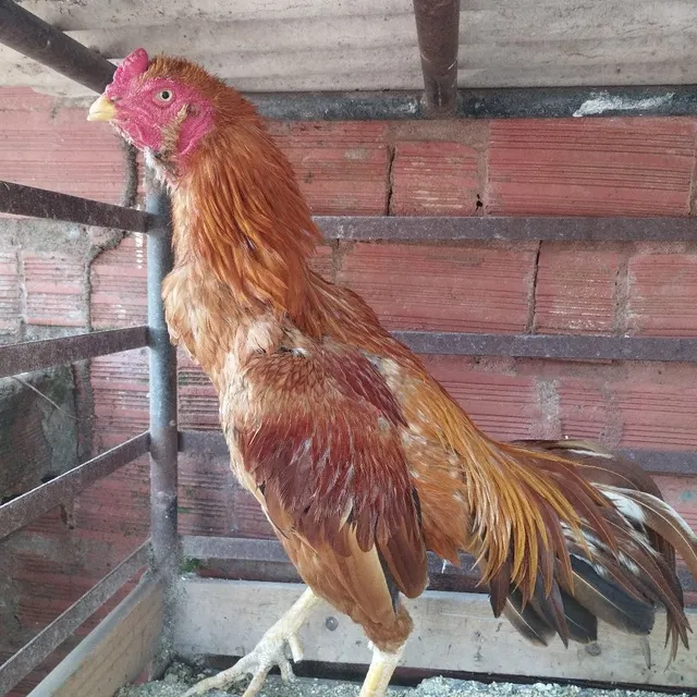 Galo de Raça 