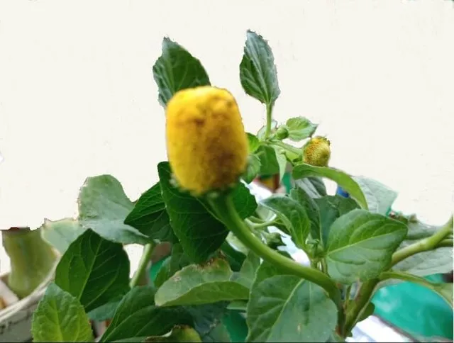 1 Kg Flor de jambu para cachaça. FRETE GRÁTIS PAC. 