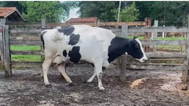 Vacas em Lactação