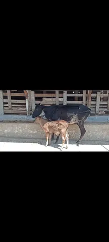 Vaca Parida 