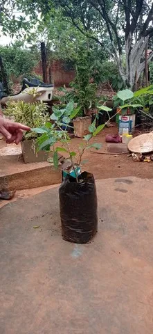 Muda de Amora
