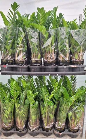 Plantas Ornamentais 