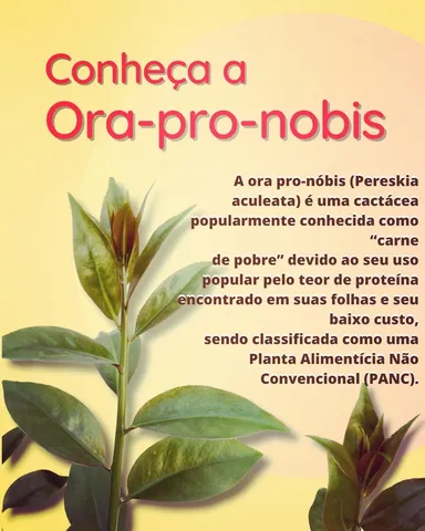 Mudas de Ora-pro-nobis (Pereskia aculeata)