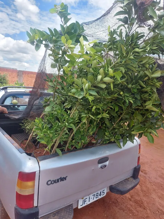 Mudas frutíferas já produzido t 1.80 mt