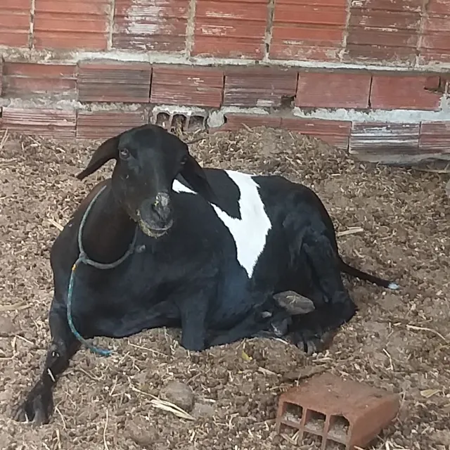 Ovelha casal