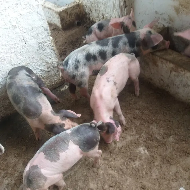 Porco bacurin 