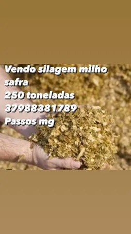 Silagem 