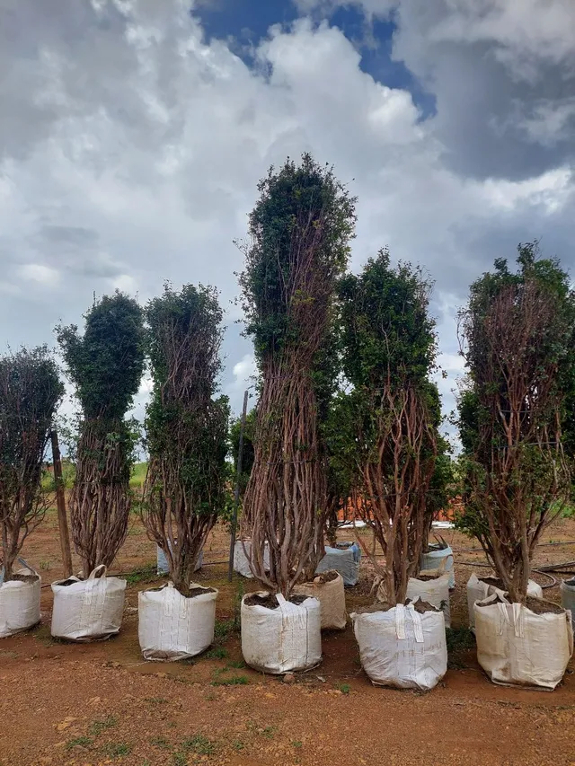 Jabuticaba Sabará Pingo de Mel Buscar na Fazenda
