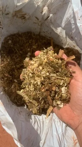 Silagem de BRS Capiaçu