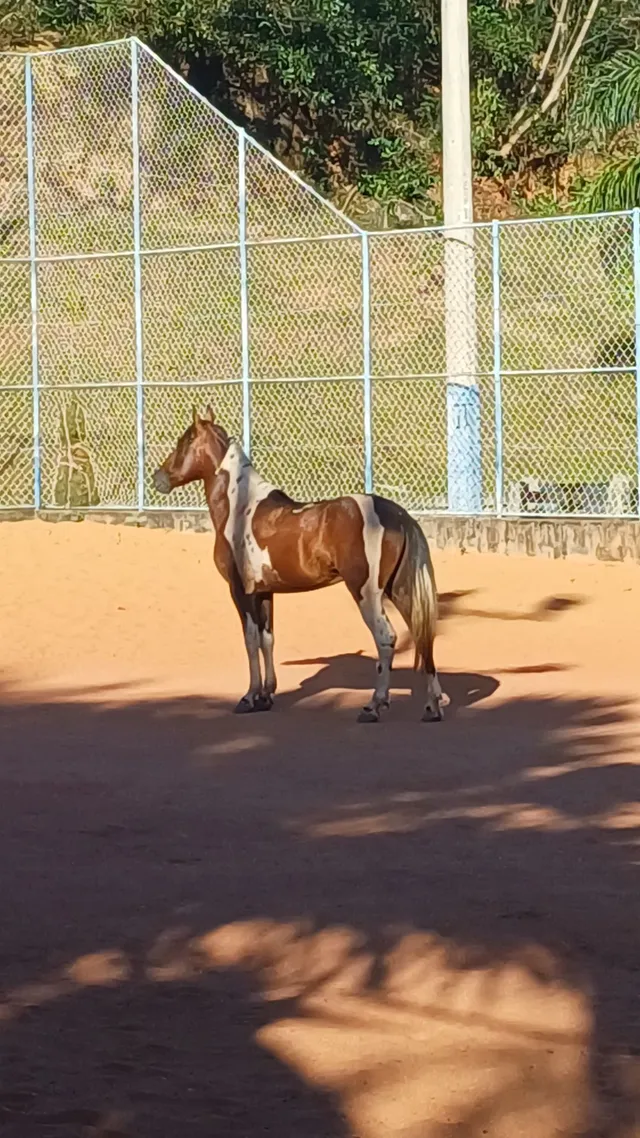 Vendo cavalo manga larga 