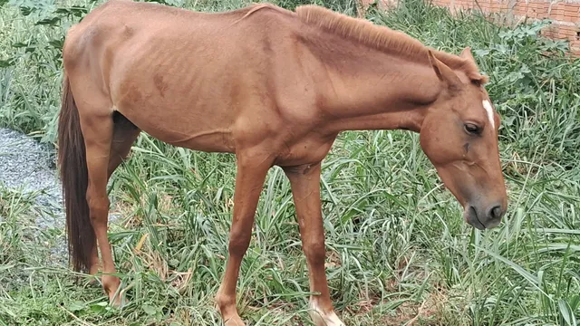 Cavalo 3500