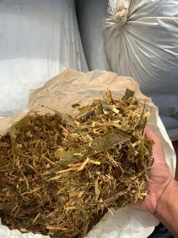 Silagem de Brs Capiaçu