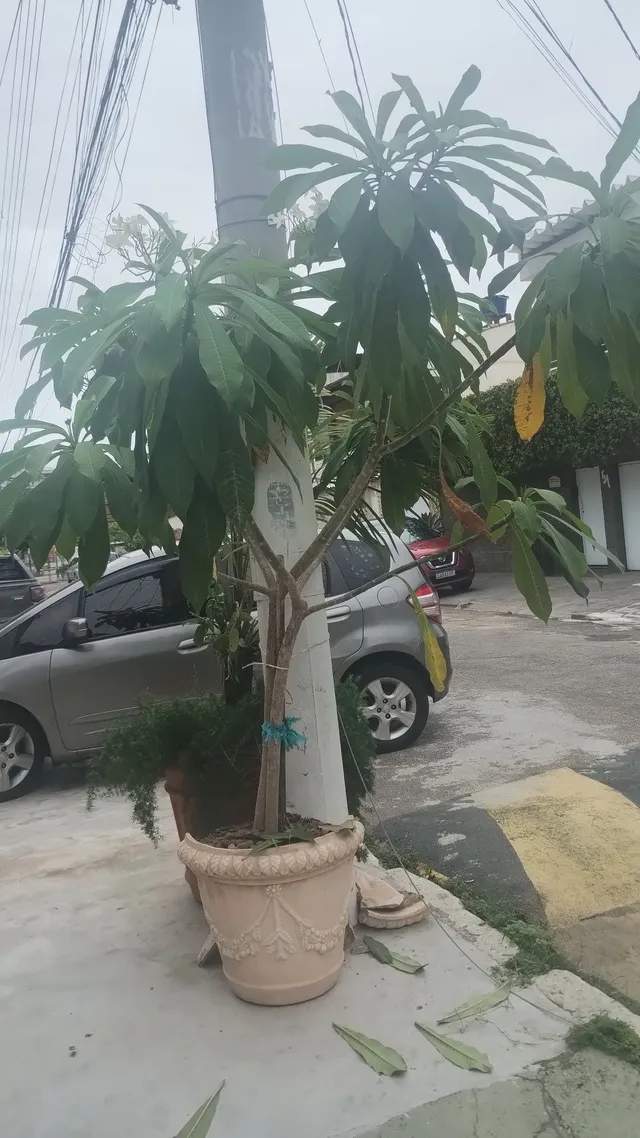Planta Jasmim