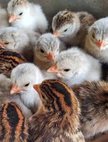 Angolinhas filhotes de angola, branca carijó lavanda vacinadas com newvacin