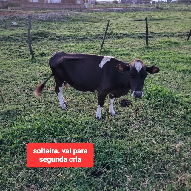 Mini vaca/ matrizes disponíveis 
