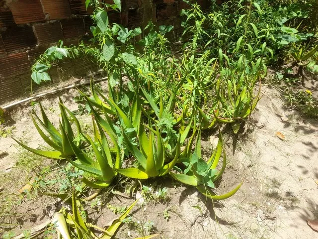 Mudas de planta babosa medicinal