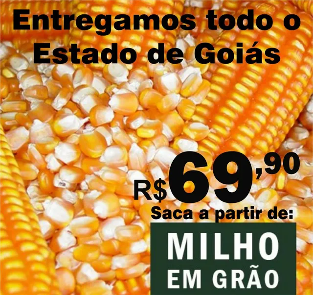 Milho em grãos 