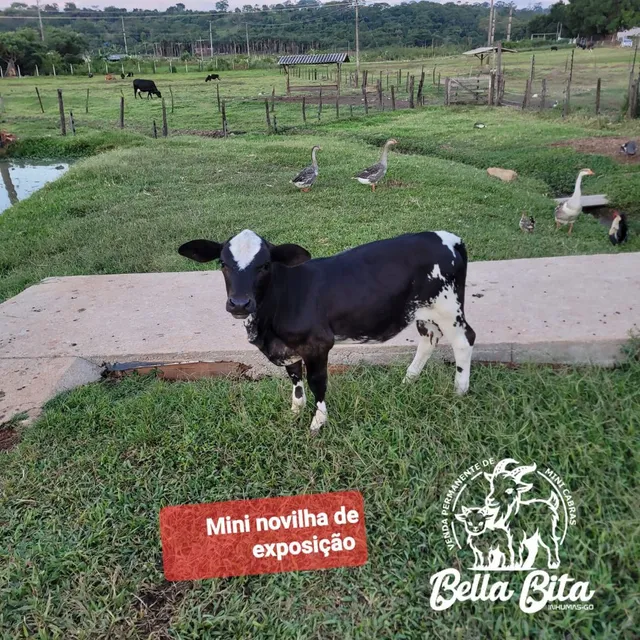 Mini vaca / Mini boi