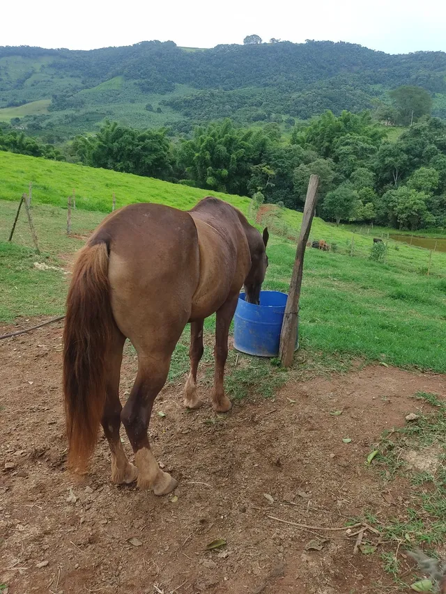 Vendo cavalo mangalarga paulista 