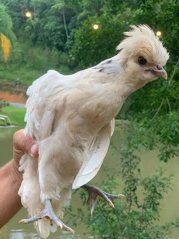 Vendo galos e franguinhos !!!!!