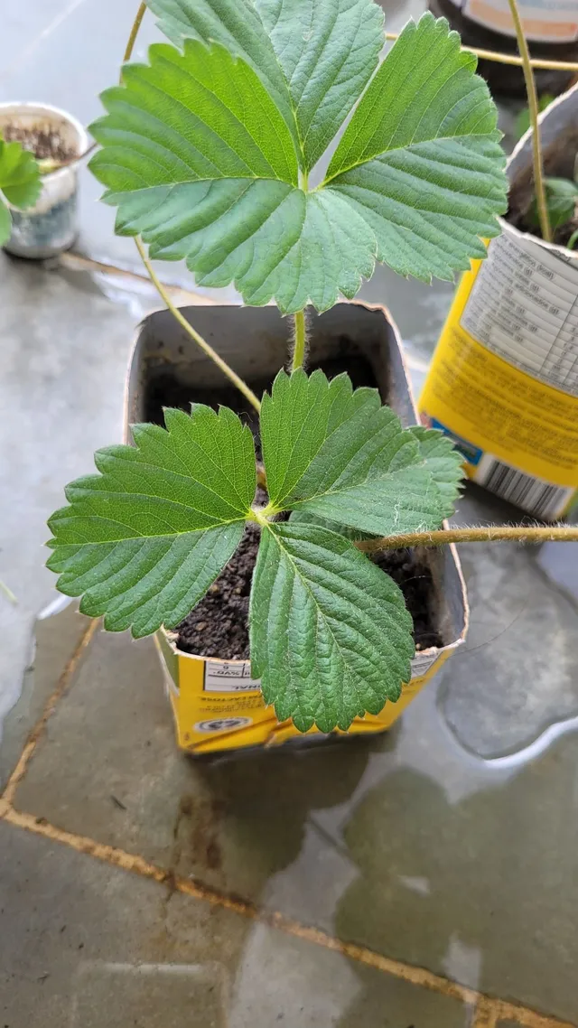 Vendo mudas de morango
