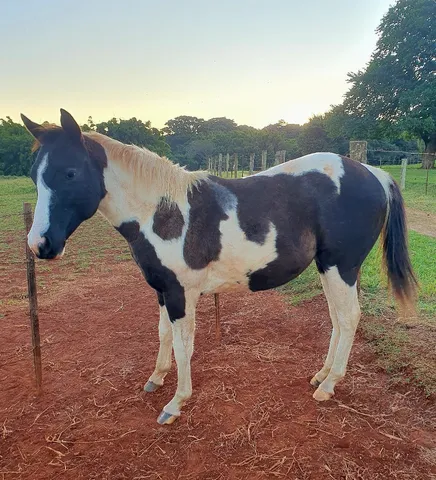 Potra Paint Horse PO 