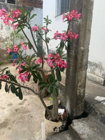 Mudas flor do deserto 