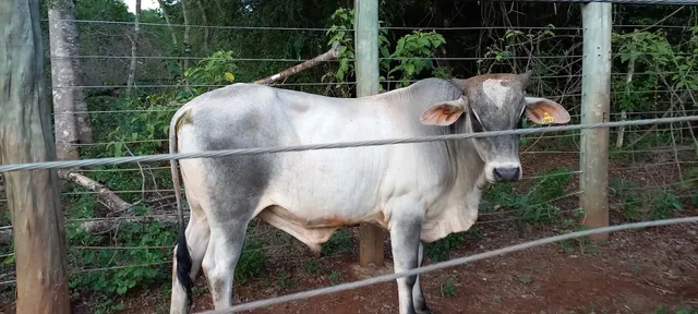 Garrote Nelorado