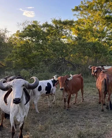 VACAS GIR LEITEIRO