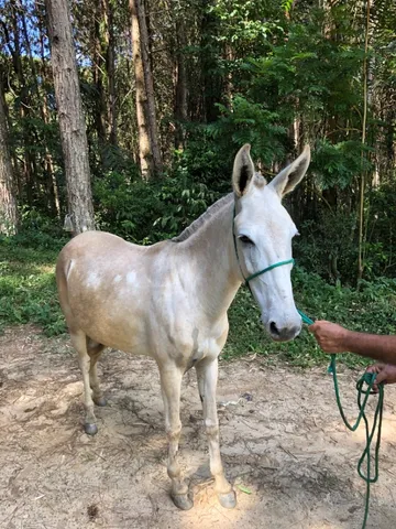 Lindo burro