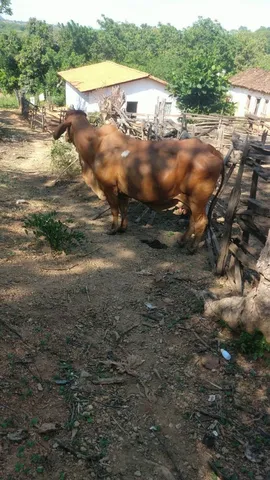 Vendo ou troco por bezerros nelore, vaca de 3 crias boa de leite 