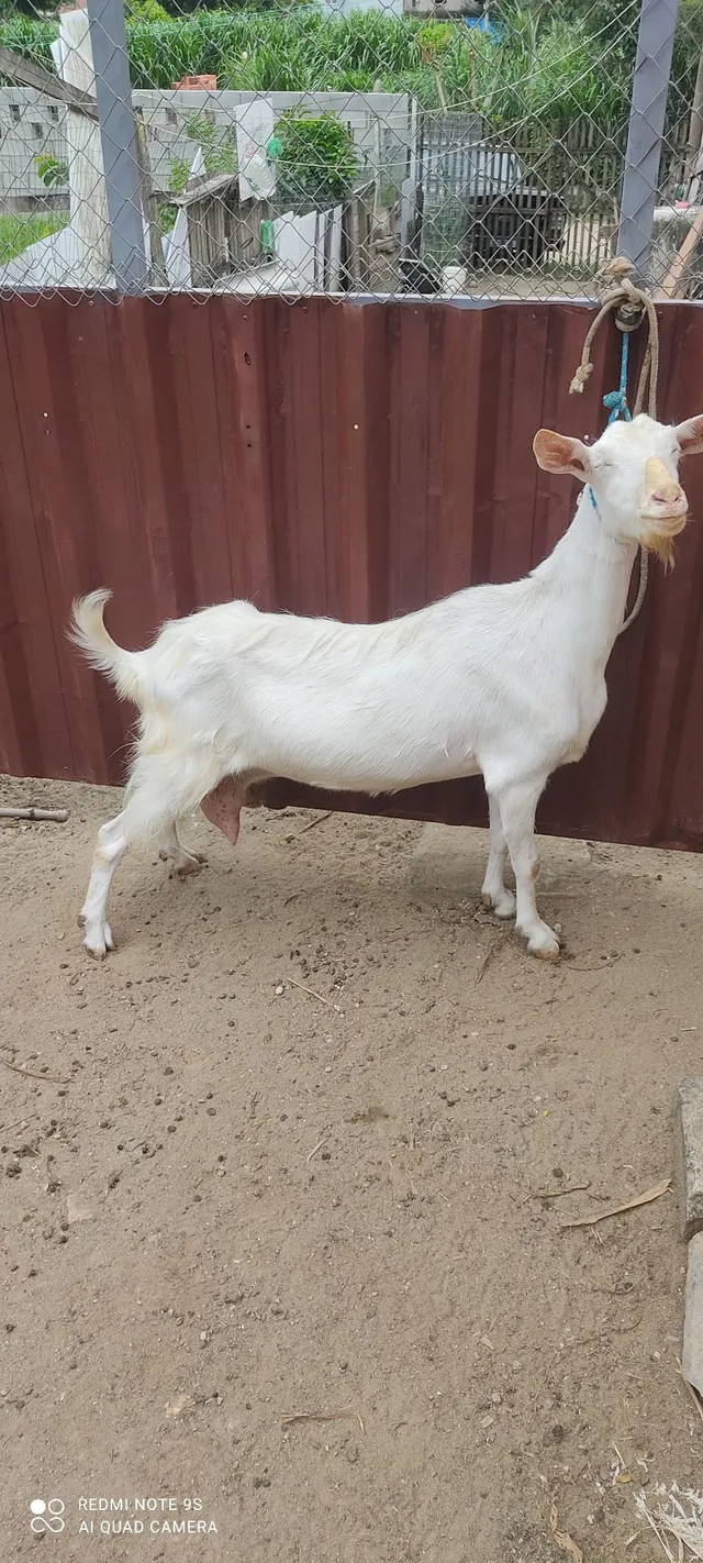 Cabras , cabritos , bodes 