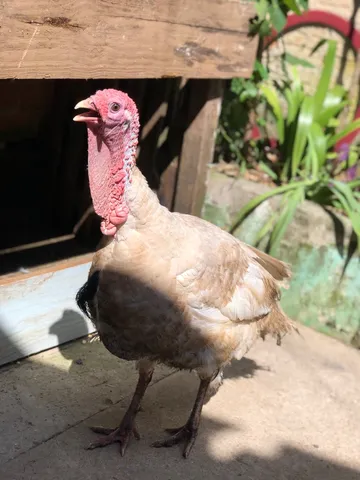 Peru macho