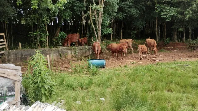 Vacas e boi 