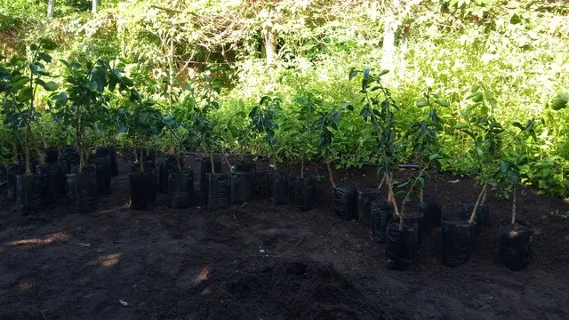 Mudas de limão Taiti e laranja Pera