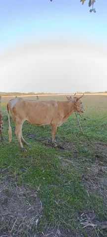 Vaca 