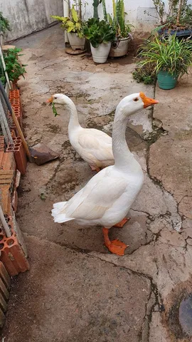 vendo casal de gancos