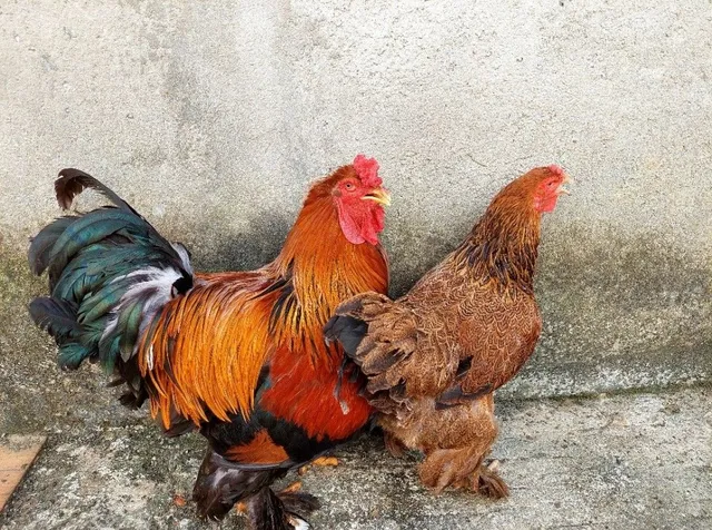 Franguinhos Brahma Perdiz com quatro meses.Todos vacinados e vermifugados 