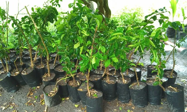 Mudas Fruteiras