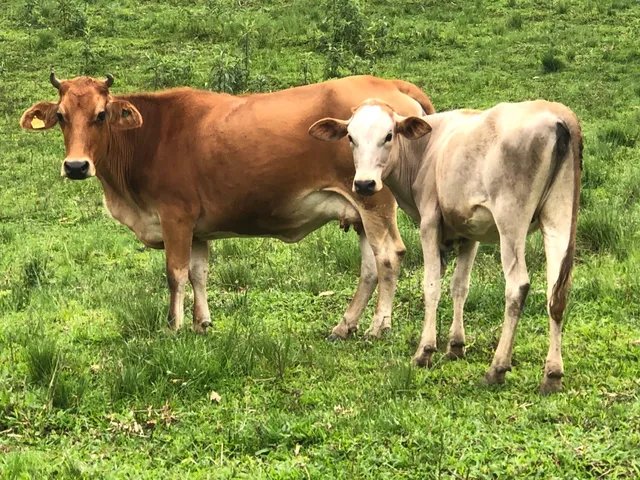 Vendo 2 vacas 1 touro 2 terneiras e 1 terneiro