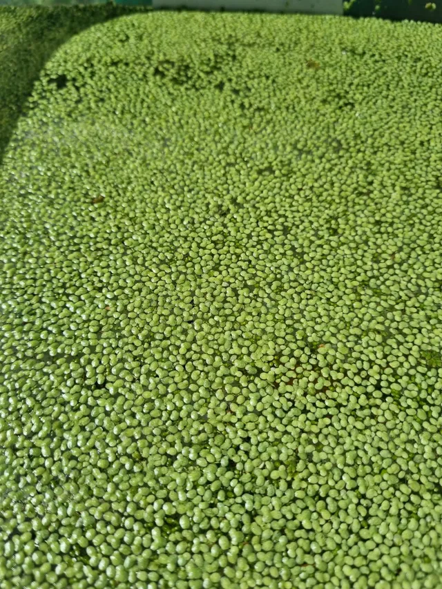 Lemna Minor (Lentilha d'água)