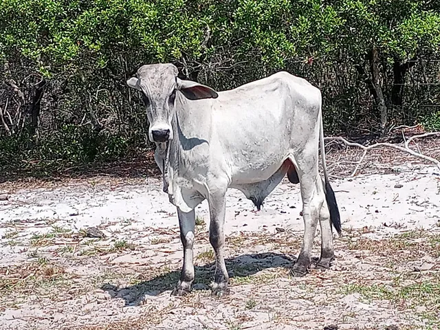 Tourinho Nelore e bezerras leiteiras e Nelore 