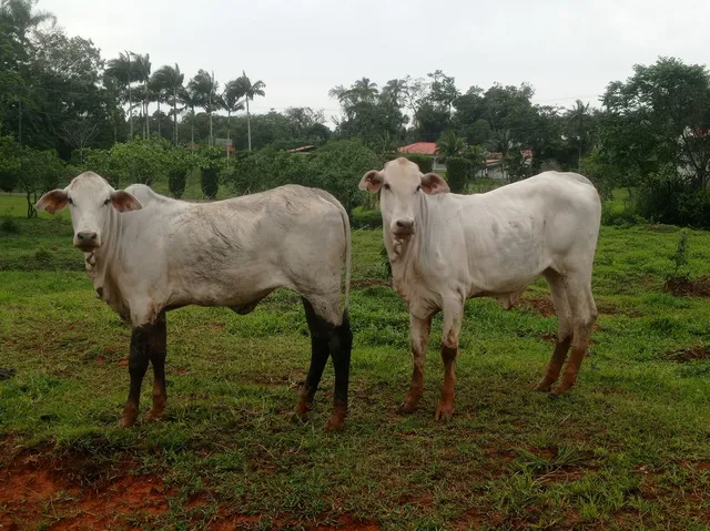 Lote de Nelore